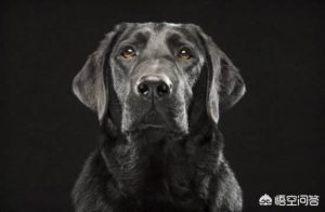 灵蹄狗多少钱一只-警犬训练器材厂家 _警犬训练用品_工作犬训练用品-南京开久警犬装备