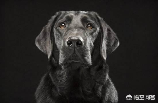 灵蹄狗多少钱一只 - 警犬训练器材厂家 _警犬训练用品_工作犬训练用品-南京开久警犬装备-警犬训练器材厂家 _警犬训练用品_工作犬训练用品-南京开久警犬装备