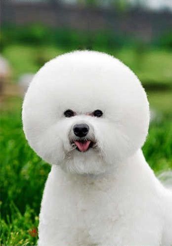 比熊犬分类(比熊犬品种分类) - 警犬训练器材厂家 _警犬训练用品_工作犬训练用品-南京开久警犬装备-警犬训练器材厂家 _警犬训练用品_工作犬训练用品-南京开久警犬装备