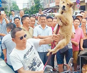 广西玉林狗肉节(广西玉林狗肉节多少年了历史)-警犬训练器材厂家 _警犬训练用品_工作犬训练用品-南京开久警犬装备
