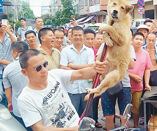 广西玉林狗肉节(广西玉林狗肉节多少年了历史) - 警犬训练器材厂家 _警犬训练用品_工作犬训练用品-南京开久警犬装备-警犬训练器材厂家 _警犬训练用品_工作犬训练用品-南京开久警犬装备