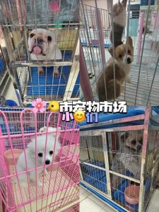 济南狗狗宠物吧(寄宠物狗狗哪里可以寄)-警犬训练器材厂家 _警犬训练用品_工作犬训练用品-南京开久警犬装备