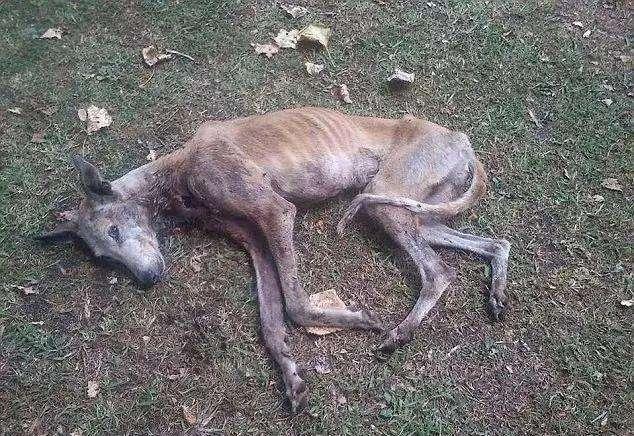 灵缇多大可以下狗 - 警犬训练器材厂家 _警犬训练用品_工作犬训练用品-南京开久警犬装备-警犬训练器材厂家 _警犬训练用品_工作犬训练用品-南京开久警犬装备