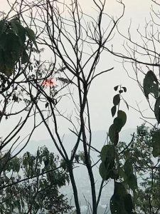 稀有宠物狗 *** _宠物狗的品种及价格 *** 大全-警犬训练器材厂家 _警犬训练用品_工作犬训练用品-南京开久警犬装备