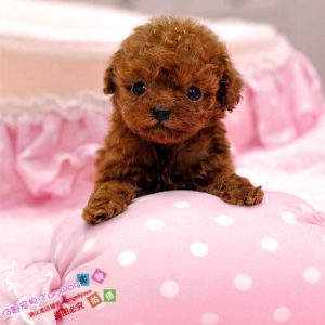 迷你贵宾犬(迷你贵宾犬 *** 大概多少斤)-警犬训练器材厂家 _警犬训练用品_工作犬训练用品-南京开久警犬装备