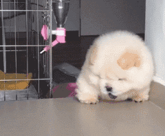 小型松狮犬能长多大小型松狮犬长大-警犬训练器材厂家 _警犬训练用品_工作犬训练用品-南京开久警犬装备