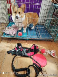 柯基犬价格多少钱一只(柯基犬价格多少钱一只)-警犬训练器材厂家 _警犬训练用品_工作犬训练用品-南京开久警犬装备