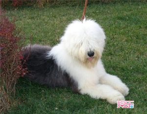 古牧犬怎么养古代牧羊犬饲养 *** (古牧犬 ***  古代牧羊犬 纯种)-警犬训练器材厂家 _警犬训练用品_工作犬训练用品-南京开久警犬装备