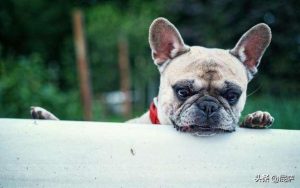 狗狗的鼻子总是干的怎么回事啊(狗狗鼻子干起皮怎么回事)-警犬训练器材厂家 _警犬训练用品_工作犬训练用品-南京开久警犬装备