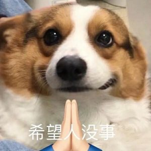 狗狗祈祷式动作是为什么(狗狗经常祈祷动作)-警犬训练器材厂家 _警犬训练用品_工作犬训练用品-南京开久警犬装备