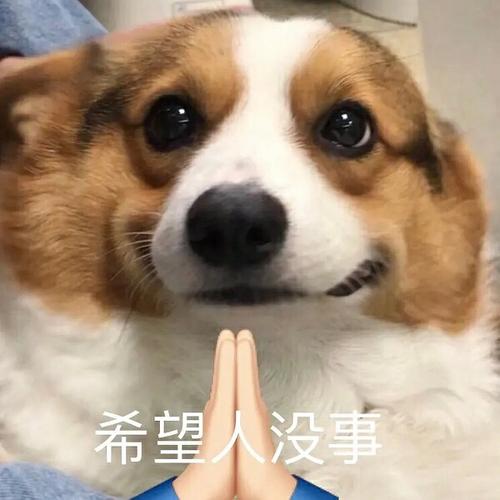 狗狗祈祷式动作是为什么(狗狗经常祈祷动作) - 警犬训练器材厂家 _警犬训练用品_工作犬训练用品-南京开久警犬装备-警犬训练器材厂家 _警犬训练用品_工作犬训练用品-南京开久警犬装备