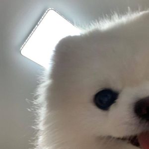 狗会憋尿屎憋死症状萌宠-警犬训练器材厂家 _警犬训练用品_工作犬训练用品-南京开久警犬装备