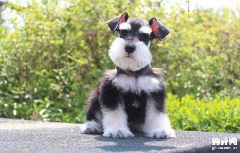 雪拉瑞狗的特点有哪些雪拉瑞有什么优点 - 警犬训练器材厂家 _警犬训练用品_工作犬训练用品-南京开久警犬装备-警犬训练器材厂家 _警犬训练用品_工作犬训练用品-南京开久警犬装备