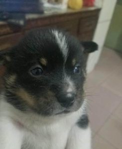 买一只小土狗大概要多少钱-警犬训练器材厂家 _警犬训练用品_工作犬训练用品-南京开久警犬装备