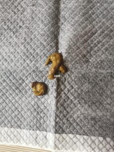 狗狗拉稀带血(狗狗拉稀带血吃庆大霉素)-警犬训练器材厂家 _警犬训练用品_工作犬训练用品-南京开久警犬装备