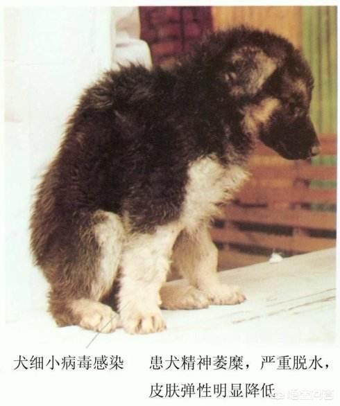 狗狗翻肠子什么症状怎么办(狗狗翻肠子叫什么病) - 警犬训练器材厂家 _警犬训练用品_工作犬训练用品-南京开久警犬装备-警犬训练器材厂家 _警犬训练用品_工作犬训练用品-南京开久警犬装备