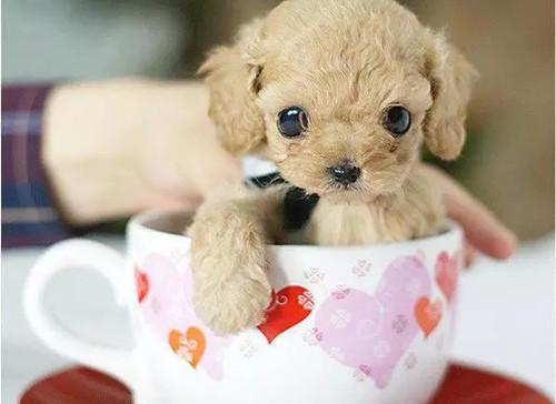 茶杯狗外形特点 茶杯兔的外形和特点 - 警犬训练器材厂家 _警犬训练用品_工作犬训练用品-南京开久警犬装备-警犬训练器材厂家 _警犬训练用品_工作犬训练用品-南京开久警犬装备