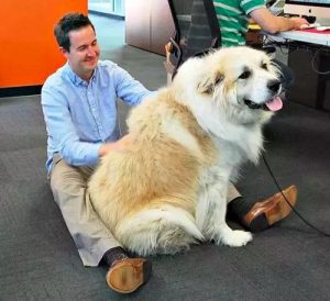 日狗是一种什么样的体验-警犬训练器材厂家 _警犬训练用品_工作犬训练用品-南京开久警犬装备