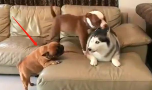 狗狗头老是抖动(狗狗睡觉时候头抖动抽搐)-警犬训练器材厂家 _警犬训练用品_工作犬训练用品-南京开久警犬装备