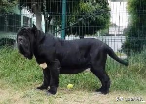 那不勒斯獒犬(那不勒斯獒犬幼犬)-警犬训练器材厂家 _警犬训练用品_工作犬训练用品-南京开久警犬装备