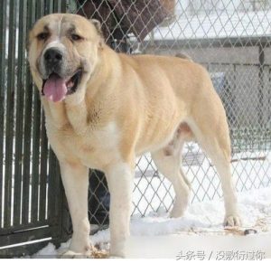 世界十大名犬价格表(世界十大小型名犬)-警犬训练器材厂家 _警犬训练用品_工作犬训练用品-南京开久警犬装备