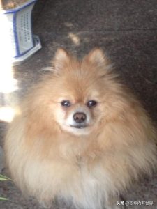 智商最低的狗(智商最低的狗排名前十)-警犬训练器材厂家 _警犬训练用品_工作犬训练用品-南京开久警犬装备