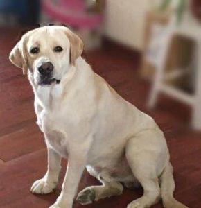 拉拉是是什么狗(拉拉串是什么狗)-警犬训练器材厂家 _警犬训练用品_工作犬训练用品-南京开久警犬装备