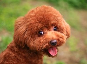 纯种泰迪犬_纯种泰迪犬价格多少钱一只-警犬训练器材厂家 _警犬训练用品_工作犬训练用品-南京开久警犬装备