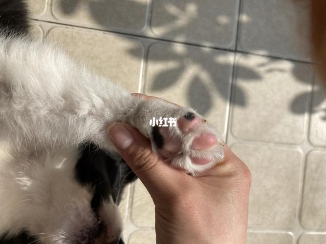 狗爪子黑色和粉色的区别，猫咪的爪子黑色和肉色的区别 - 警犬训练器材厂家 _警犬训练用品_工作犬训练用品-南京开久警犬装备-警犬训练器材厂家 _警犬训练用品_工作犬训练用品-南京开久警犬装备