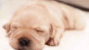 导盲犬小q是什么犬(导盲犬小七是什么狗)-警犬训练器材厂家 _警犬训练用品_工作犬训练用品-南京开久警犬装备