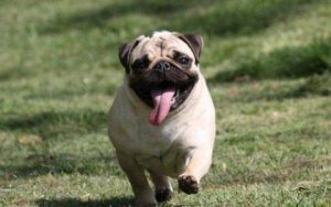 八哥犬应该怎么训练(八哥犬怎样喂养训练)-警犬训练器材厂家 _警犬训练用品_工作犬训练用品-南京开久警犬装备