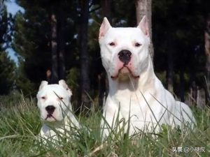 长毛犬与杜高打架(杜高犬打架厉不厉害)萌宠-警犬训练器材厂家 _警犬训练用品_工作犬训练用品-南京开久警犬装备