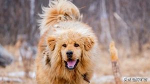 古代狗和犬有什么区别-警犬训练器材厂家 _警犬训练用品_工作犬训练用品-南京开久警犬装备