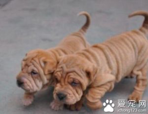 沙皮狗好养吗？沙皮狗好养吗,沙皮狗喂养注意事项-警犬训练器材厂家 _警犬训练用品_工作犬训练用品-南京开久警犬装备