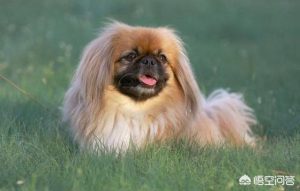 北京犬多少钱(纯种北京犬多少钱一只)-警犬训练器材厂家 _警犬训练用品_工作犬训练用品-南京开久警犬装备