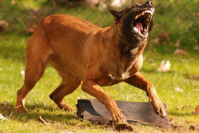 马里努阿犬适合家养吗?马里努阿犬饲养狗狗品种 - 警犬训练器材厂家 _警犬训练用品_工作犬训练用品-南京开久警犬装备-警犬训练器材厂家 _警犬训练用品_工作犬训练用品-南京开久警犬装备