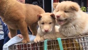 潮汕五红犬(潮汕五红犬咬人吗)-警犬训练器材厂家 _警犬训练用品_工作犬训练用品-南京开久警犬装备