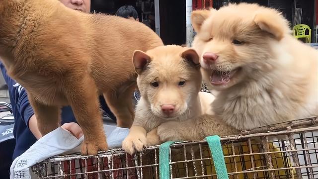 潮汕五红犬(潮汕五红犬咬人吗) - 警犬训练器材厂家 _警犬训练用品_工作犬训练用品-南京开久警犬装备-警犬训练器材厂家 _警犬训练用品_工作犬训练用品-南京开久警犬装备