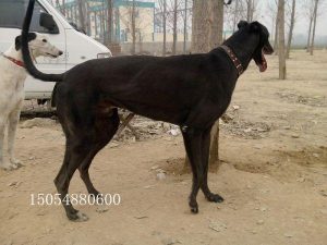 *** 格力犬多少钱一只(格力犬多少钱一只小狗)-警犬训练器材厂家 _警犬训练用品_工作犬训练用品-南京开久警犬装备