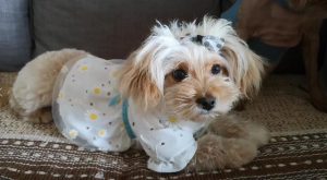 女子捡到一只流浪狗(捡到一只流浪狗靠靠)-警犬训练器材厂家 _警犬训练用品_工作犬训练用品-南京开久警犬装备