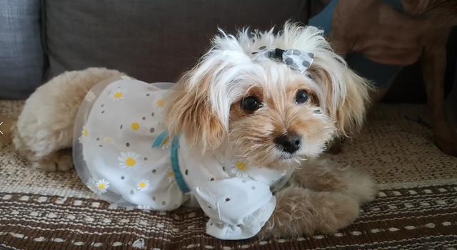 女子捡到一只流浪狗(捡到一只流浪狗靠靠) - 警犬训练器材厂家 _警犬训练用品_工作犬训练用品-南京开久警犬装备-警犬训练器材厂家 _警犬训练用品_工作犬训练用品-南京开久警犬装备