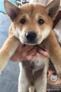 常见的宠物犬种类及 *** _泰迪宠物犬种类及 ***-警犬训练器材厂家 _警犬训练用品_工作犬训练用品-南京开久警犬装备