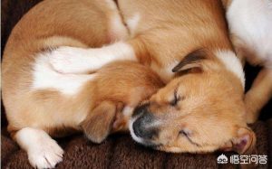 狗上主人床的迷信说法-警犬训练器材厂家 _警犬训练用品_工作犬训练用品-南京开久警犬装备