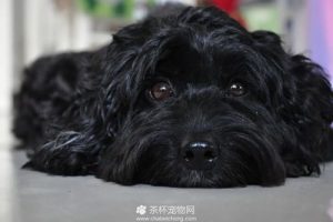 黑色贵宾犬美容萌宠-警犬训练器材厂家 _警犬训练用品_工作犬训练用品-南京开久警犬装备
