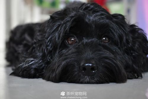 黑色贵宾犬美容萌宠 - 警犬训练器材厂家 _警犬训练用品_工作犬训练用品-南京开久警犬装备-警犬训练器材厂家 _警犬训练用品_工作犬训练用品-南京开久警犬装备