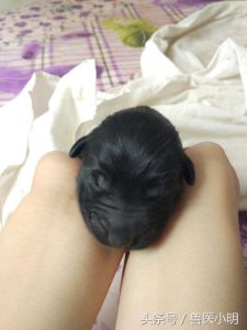 黑色贵宾犬 ***   黑色贵宾犬多少钱一只?-警犬训练器材厂家 _警犬训练用品_工作犬训练用品-南京开久警犬装备