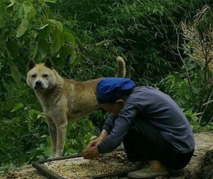 中国最好的土猎犬(最好的嗅觉追踪土猎犬)-警犬训练器材厂家 _警犬训练用品_工作犬训练用品-南京开久警犬装备