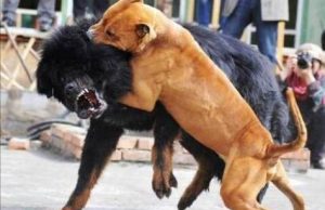 藏獒幼犬价格(藏獒幼犬200元出售)-警犬训练器材厂家 _警犬训练用品_工作犬训练用品-南京开久警犬装备