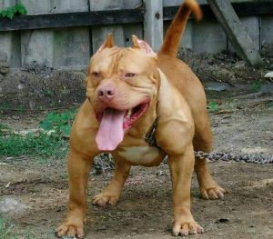 比特犬的特点有哪些(比特犬珍珠血的特点6)-警犬训练器材厂家 _警犬训练用品_工作犬训练用品-南京开久警犬装备