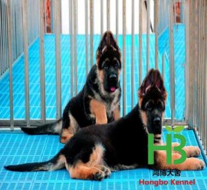 北京知名犬舍排名  北京正规犬舍排名-警犬训练器材厂家 _警犬训练用品_工作犬训练用品-南京开久警犬装备